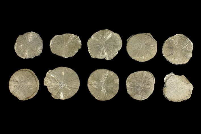 Lot: Pyrite Suns From Illinois - Pieces #92535